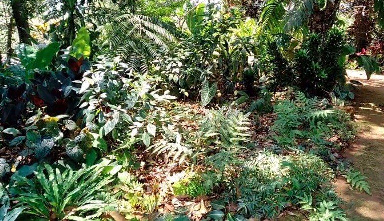 Gurukula Botanical Sanctuary, Wayanad, Kerala - Vushii.com Gurukula Botanical Sanctuary, Wayanad, Kerala - Vushii.com